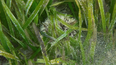 Tripneustes ventricosus