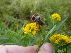Agrotis venerabilis