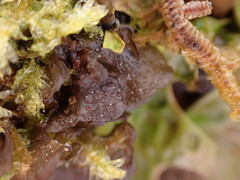 Scytinium polycarpum