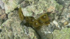 Palythoa grandiflora