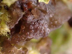 Scytinium polycarpum