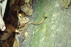 Oligodon formosanus