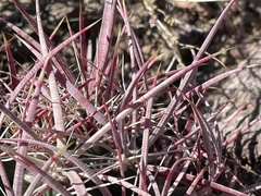 Ferocactus cylindraceus