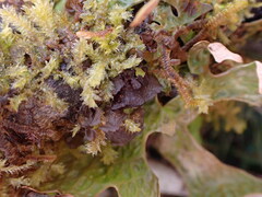 Scytinium polycarpum