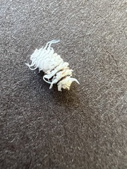 Cryptolaemus montrouzieri