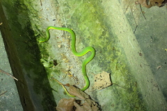 Trimeresurus albolabris