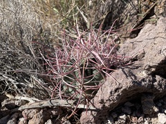 Ferocactus cylindraceus