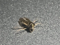 Corixini
