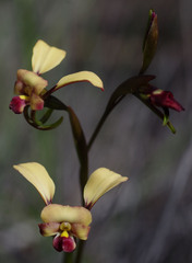 Diuris corymbosa