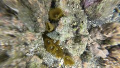 Palythoa grandiflora