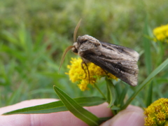 Agrotis venerabilis