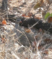 Pternistis natalensis