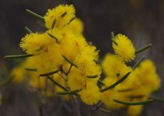 Acacia multispicata