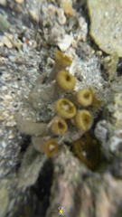 Palythoa grandiflora