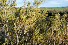 Leucadendron stellare