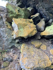 Polycauliona stellata