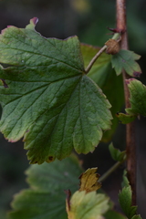 Ribes divaricatum