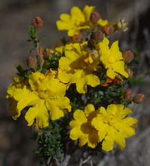 Hibbertia eatoniae