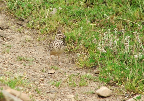 Crested Lark