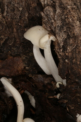 Lactocollybia