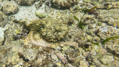Scorpaenidae