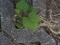Ampelopsis glandulosa hancei