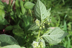 Jaltomata procumbens