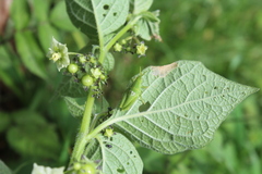 Sphenarium purpurascens