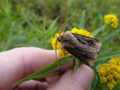 Agrotis venerabilis