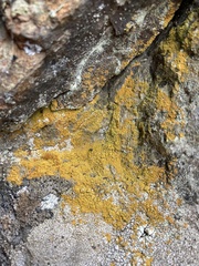 Polycauliona stellata