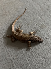 Leiocephalus carinatus