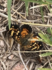 Phyciodes picta