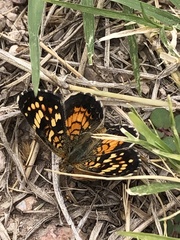 Phyciodes picta