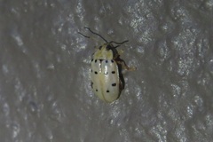 Walterianella durangoensis