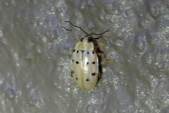 Walterianella durangoensis