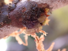 Scytinium polycarpum