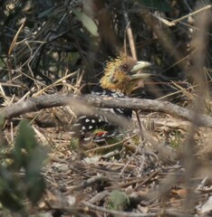 Trachyphonus vaillantii