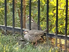 Alectoris chukar