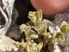 Euphorbia setiloba
