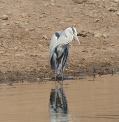 Ardea cinerea cinerea