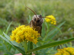 Agrotis venerabilis