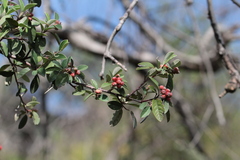 Cotoneaster pannosus