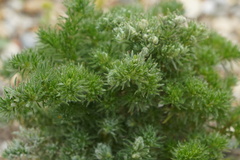 Aceria echii
