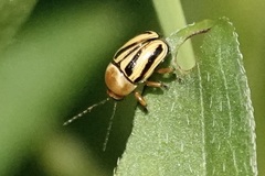 Cryptocephalus venustus