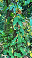 Oemleria cerasiformis