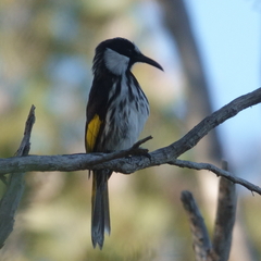Phylidonyris niger