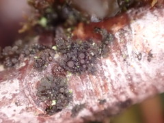 Scytinium polycarpum