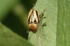 Cryptocephalus venustus