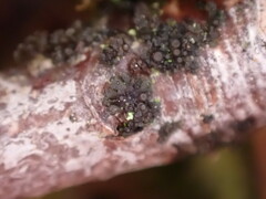 Scytinium polycarpum