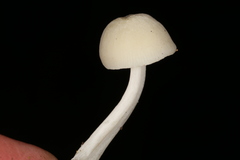 Lactocollybia